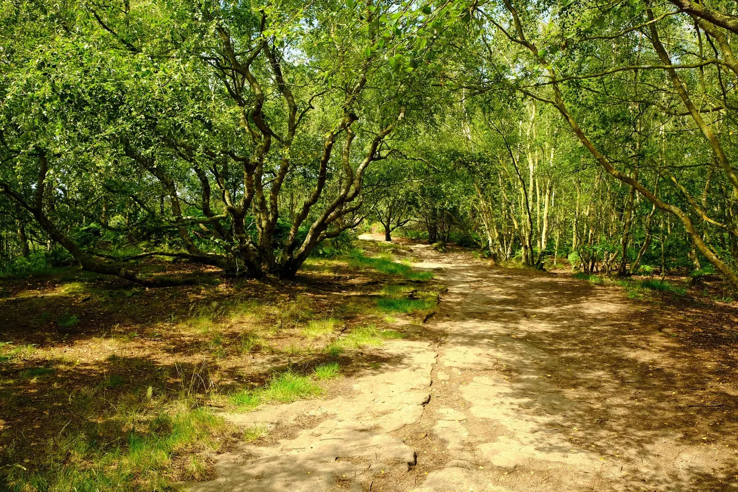 Photo of Thurstaston Common, a Site of Special Scientific Interest in Merseyside, north west England.