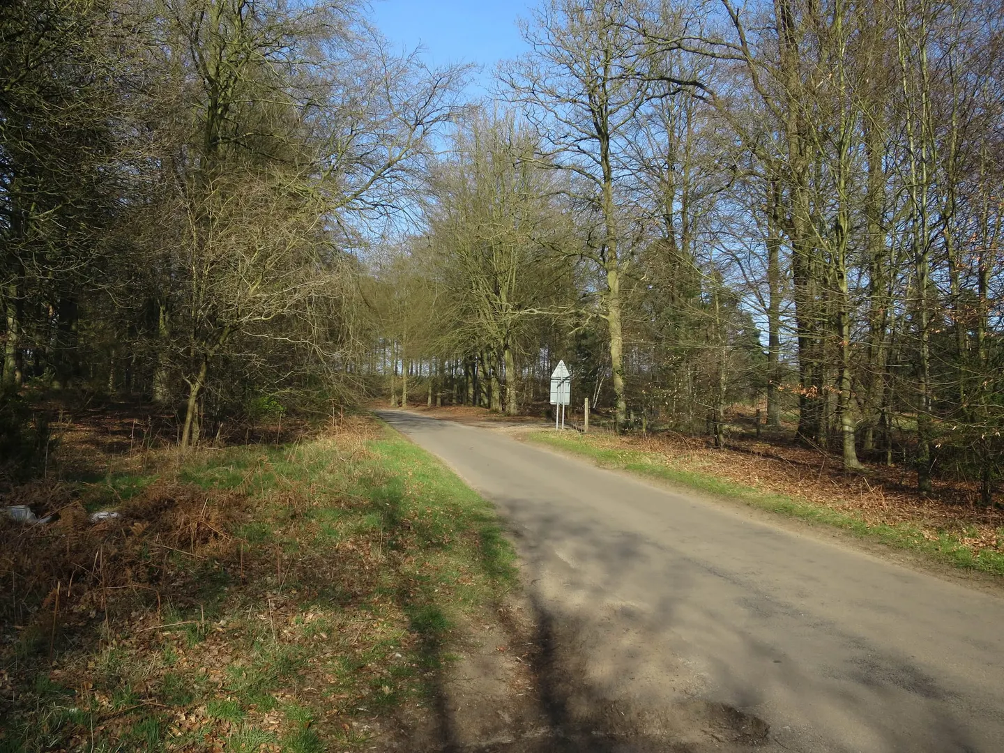 Photo of Thetford Forest, a landmark near Brandon, Norfolk, eastern England.