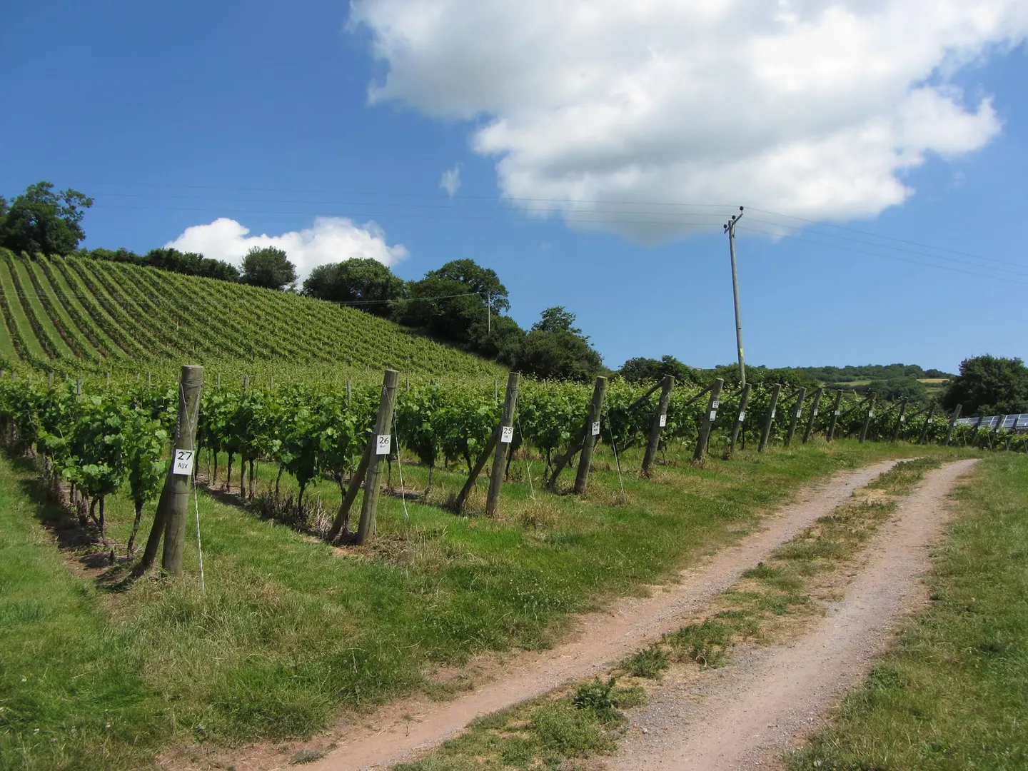 Photo of Old Walls Vineyard, a vineyard near Bishopsteignton, Devon, south west England.