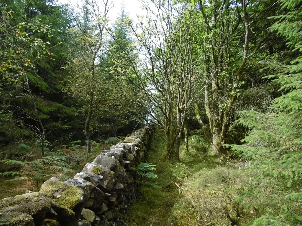 Photo: Killyleoch Hill, a 240m hill near Auchencairn, Dumfries and Galloway, southern Scotland.