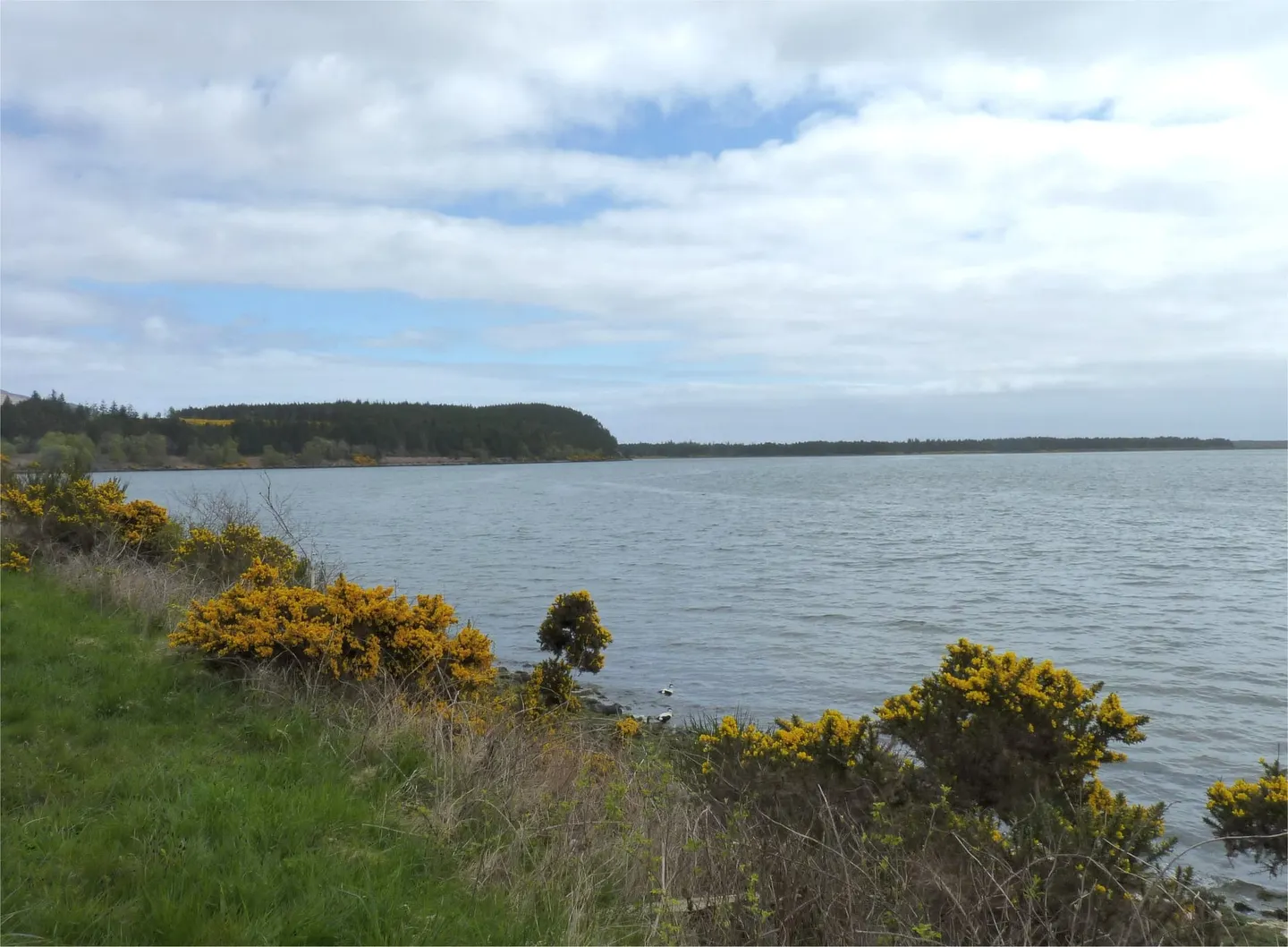 Photo of Loch Fleet, a National Nature Reserve near Embo, Highland, the Scottish Highlands and Islands.