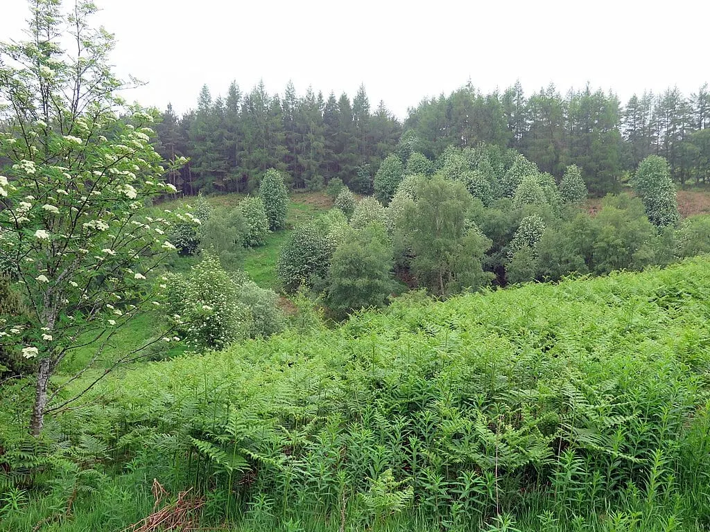Photo of Pow Hill Country Park, a country park near Edmundbyers in the North Pennines, County Durham, north east England.