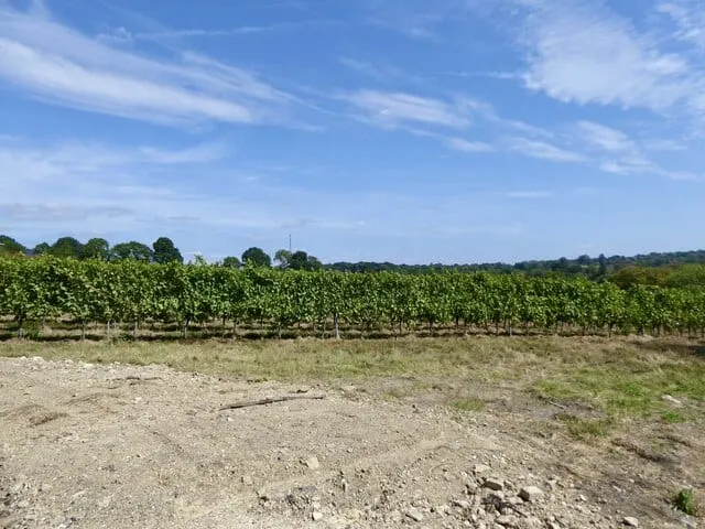 Photo of Beacon Down Vineyard, a vineyard near Heathfield in the High Weald, East Sussex, south east England.