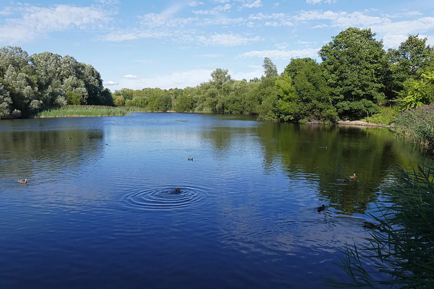 Photo of Bedfont Lakes Country Park, a country park near Ashford (Surrey), London, England.