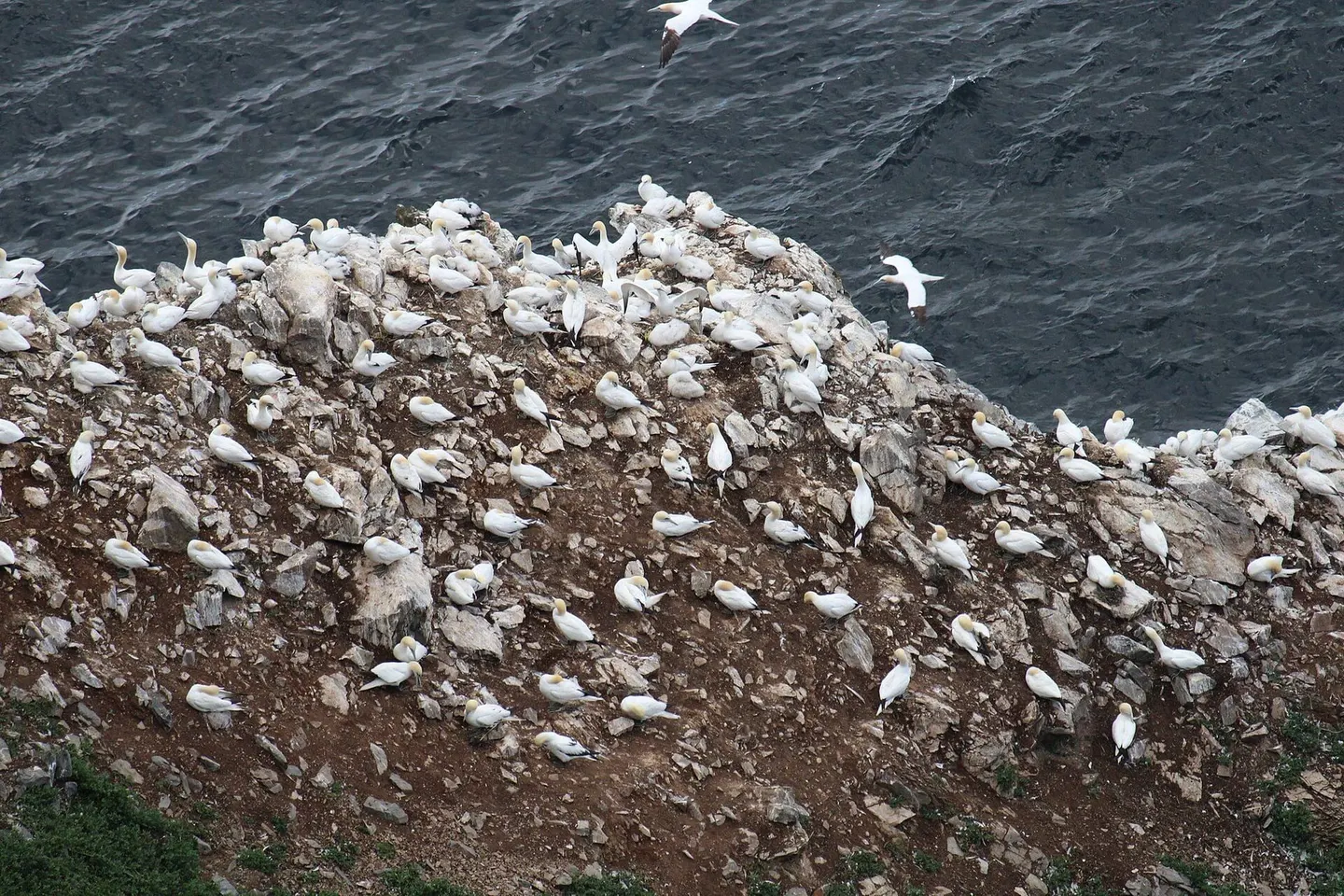 Photo of Troup Head, a nature reserve near Crovie, Aberdeenshire, north east Scotland.