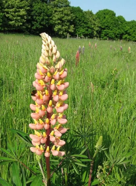 Photo of Terwick: Church Field, a country estate near Midhurst in the South Downs, West Sussex, south east England.