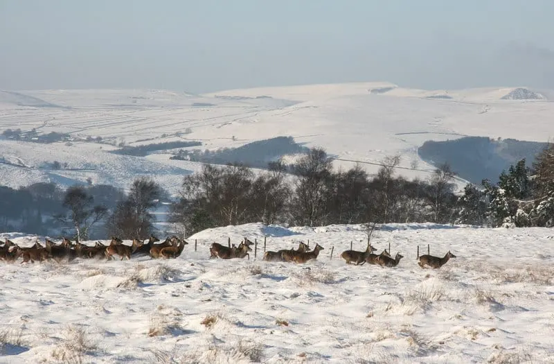 Photo of Curbar Gap, a country estate near Grindleford in the Peak District, Derbyshire, central England.