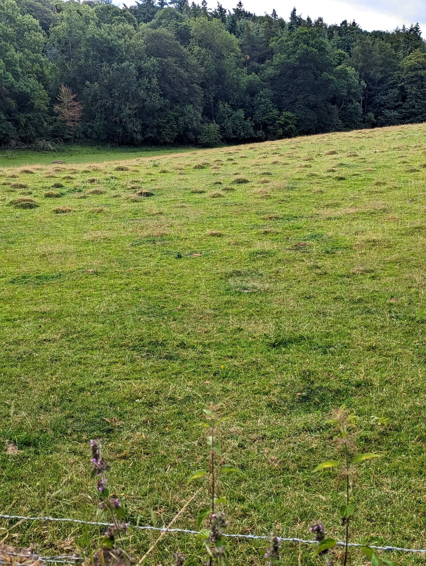 Photo of Pengethly Park, a country estate near Hoarwithy in the Wye Valley, Herefordshire, central England.