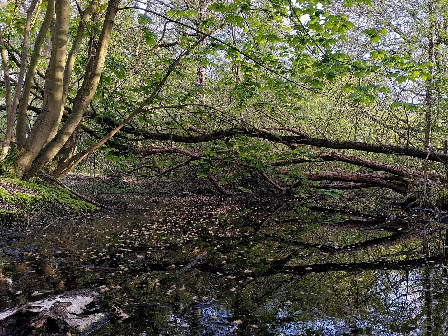 Photo of Coombe Abbey Country Park, a country park near Coventry, Warwickshire, central England.