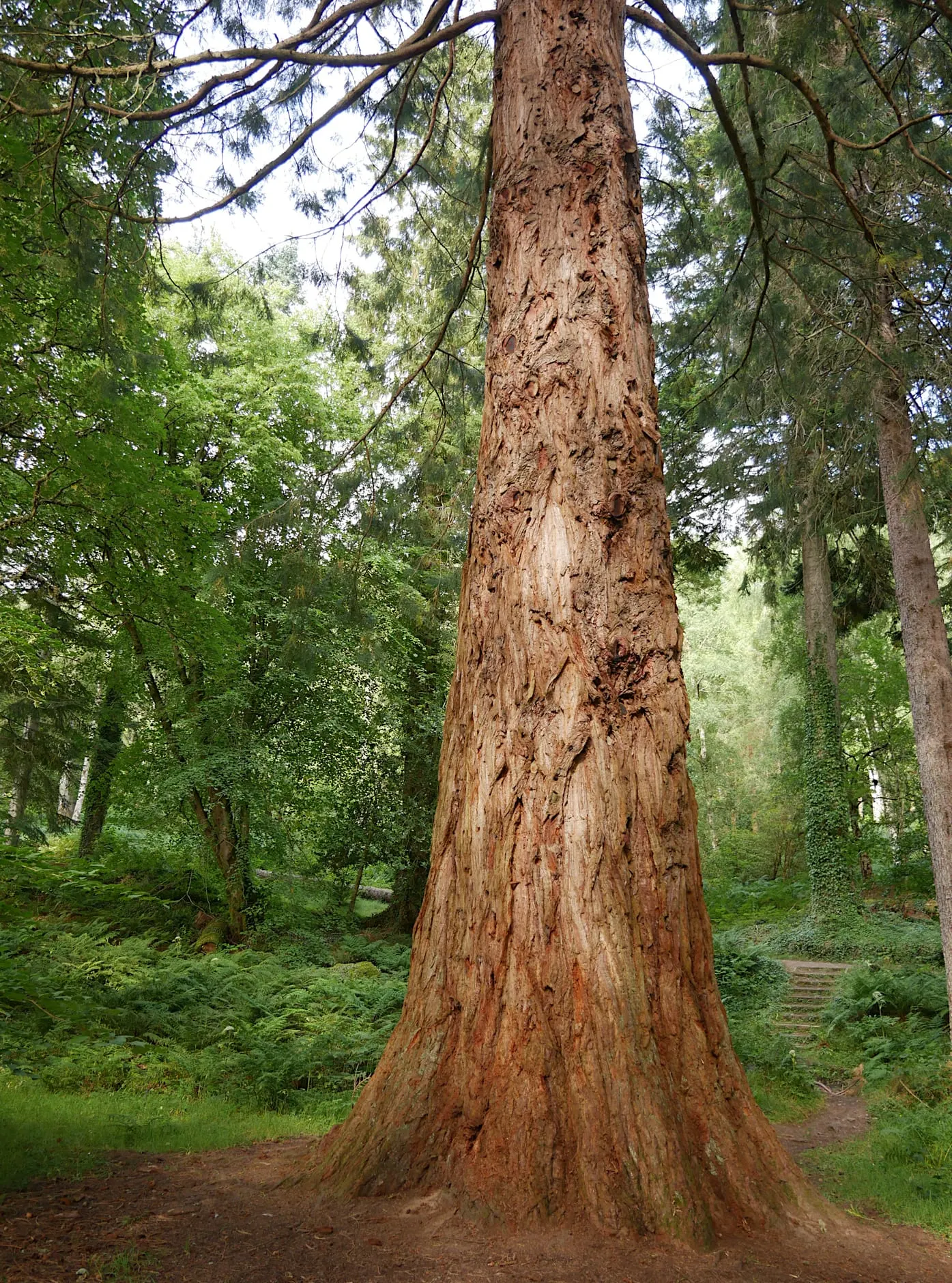 Photo of Lael Forest Garden, a garden near Braemore, Highland, the Scottish Highlands and Islands.