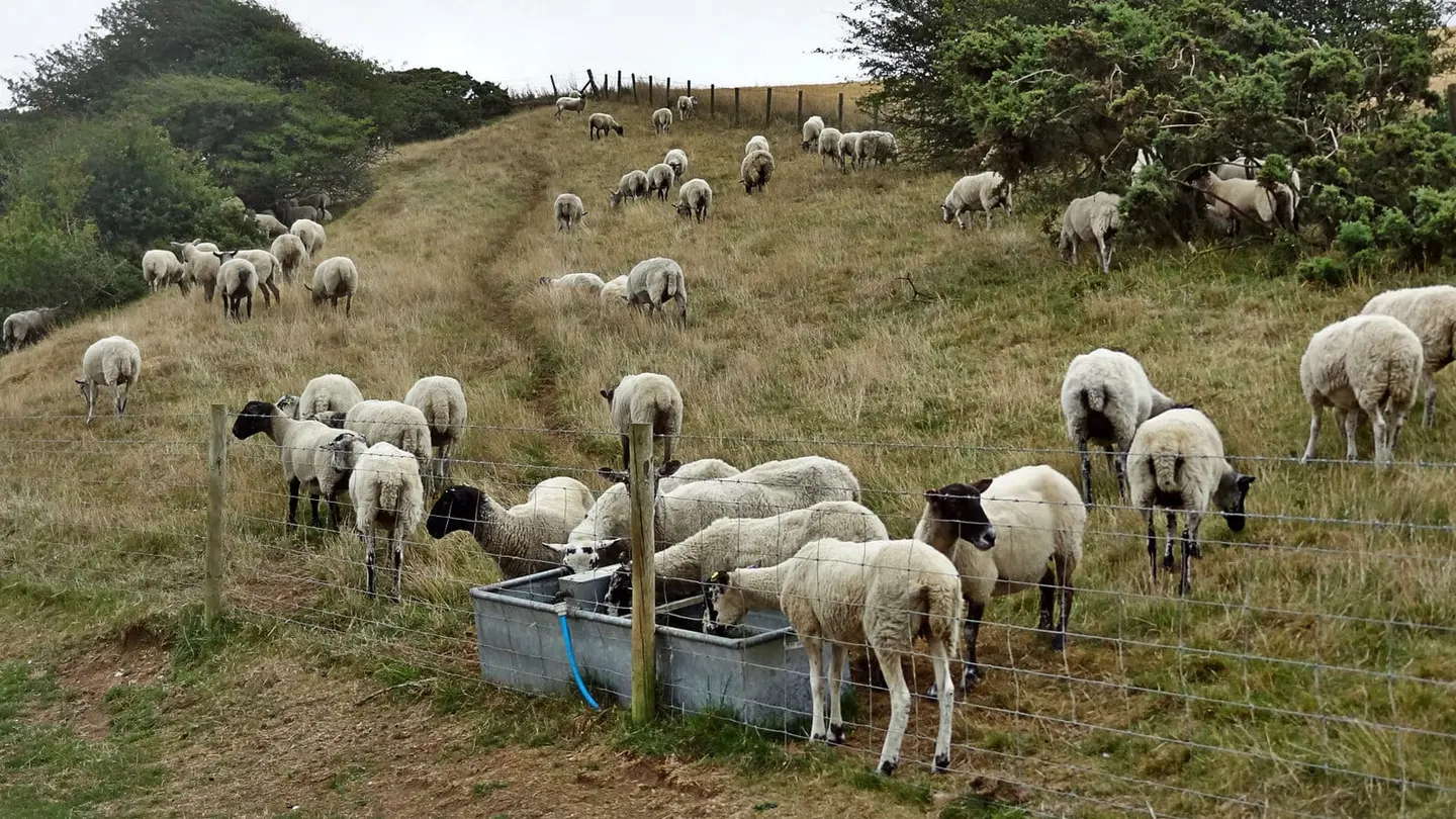 Photo: Bullock Hill, a 195m hill near Rottingdean in the South Downs, East Sussex, south east England.