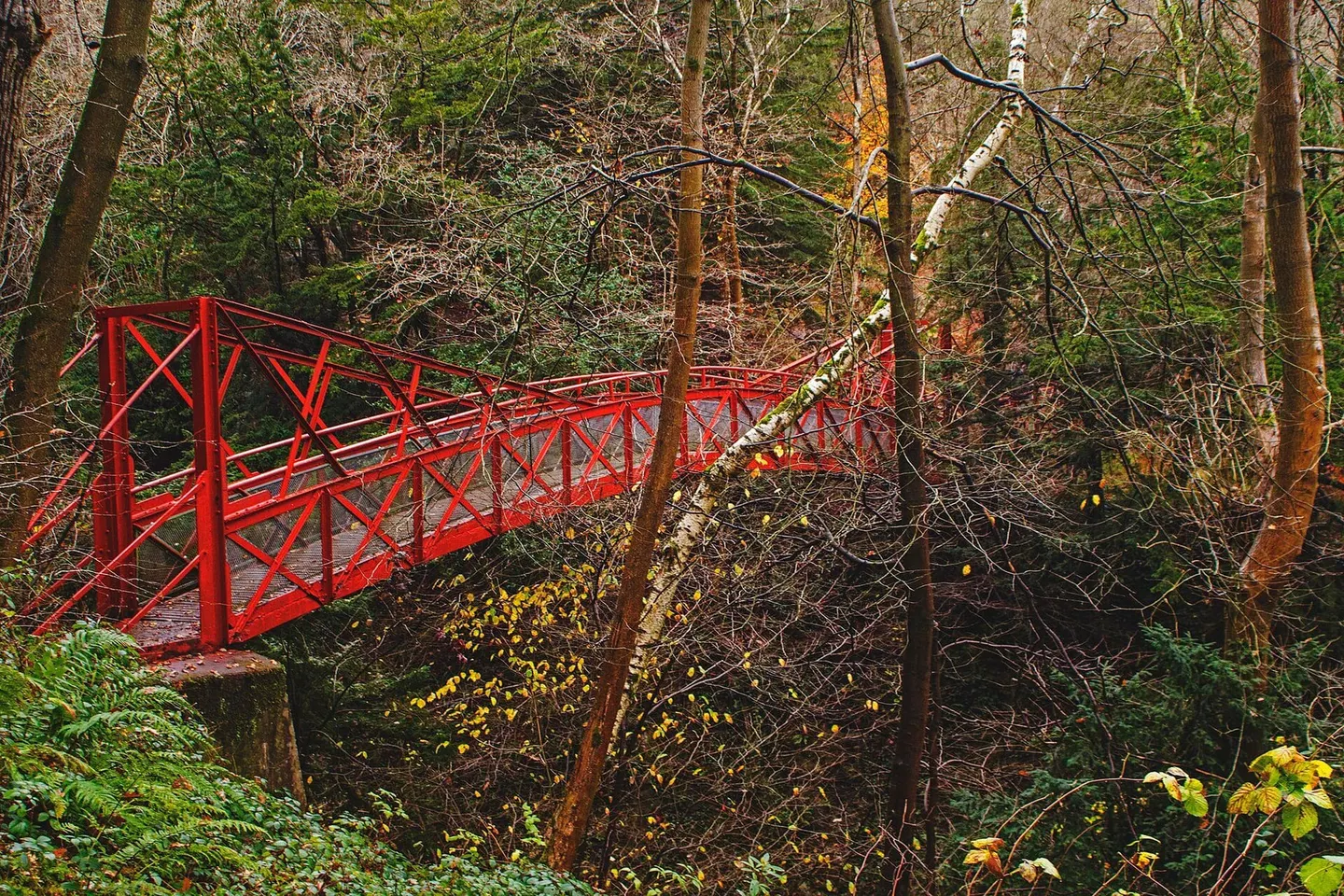 Photo of Castle Eden Dene, a gorge near Horden, County Durham, north east England.