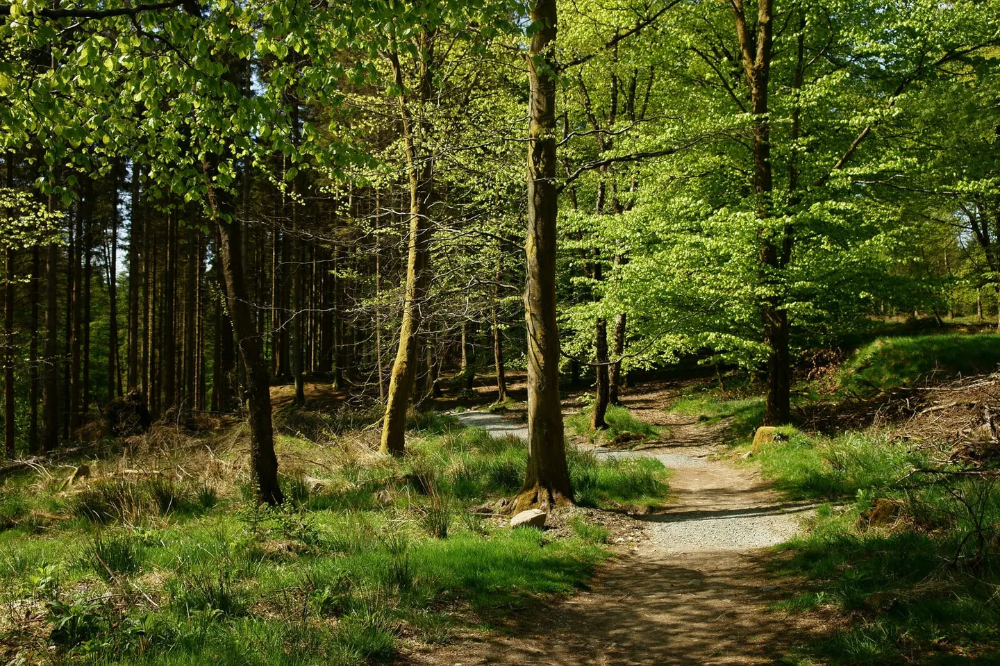 Photo of Grizedale Forest, a visitor attraction near Coniston in the Lake District, Cumbria, north west England.