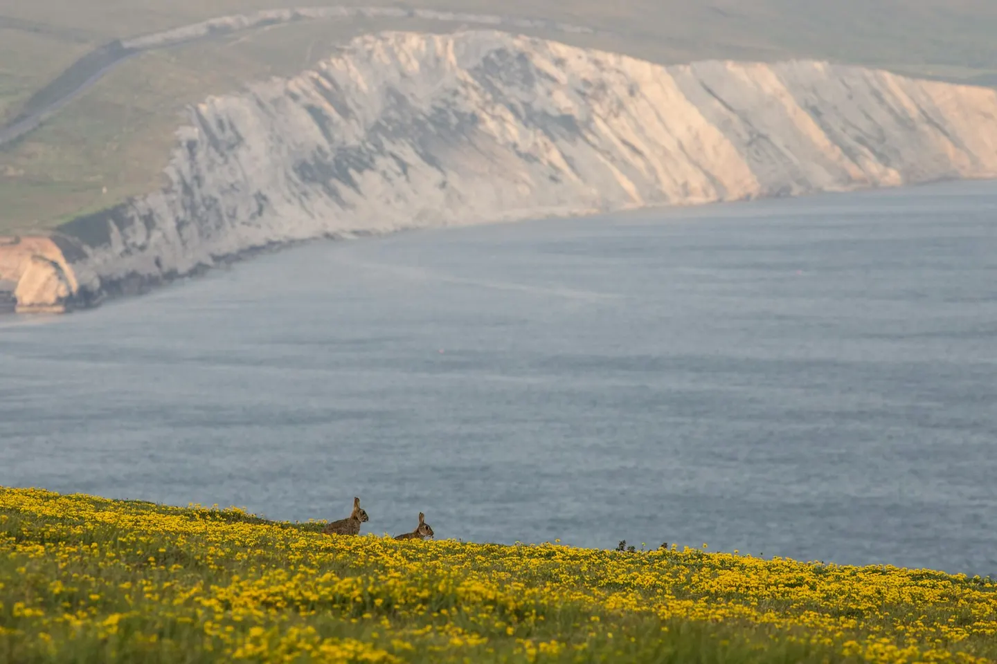 Photo of the Tennyson Heritage Coast, the Isle of Wight, south east England.