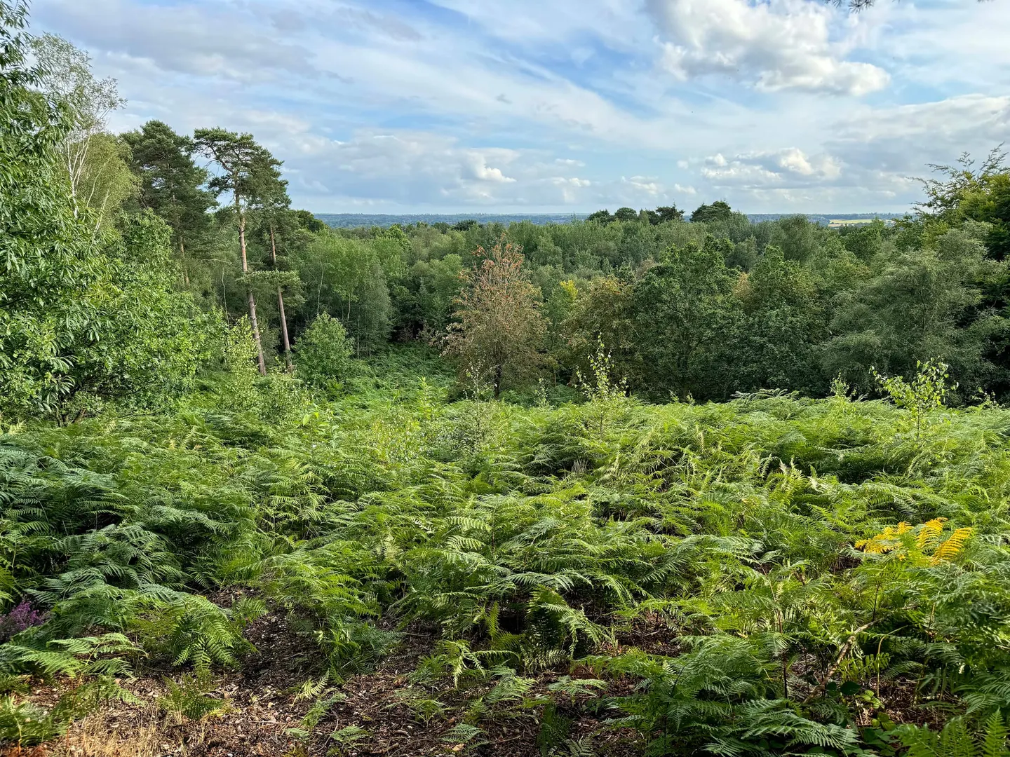 Photo of Finchampstead Ridges, a country estate near Hartley Wintney, Berkshire, south east England.