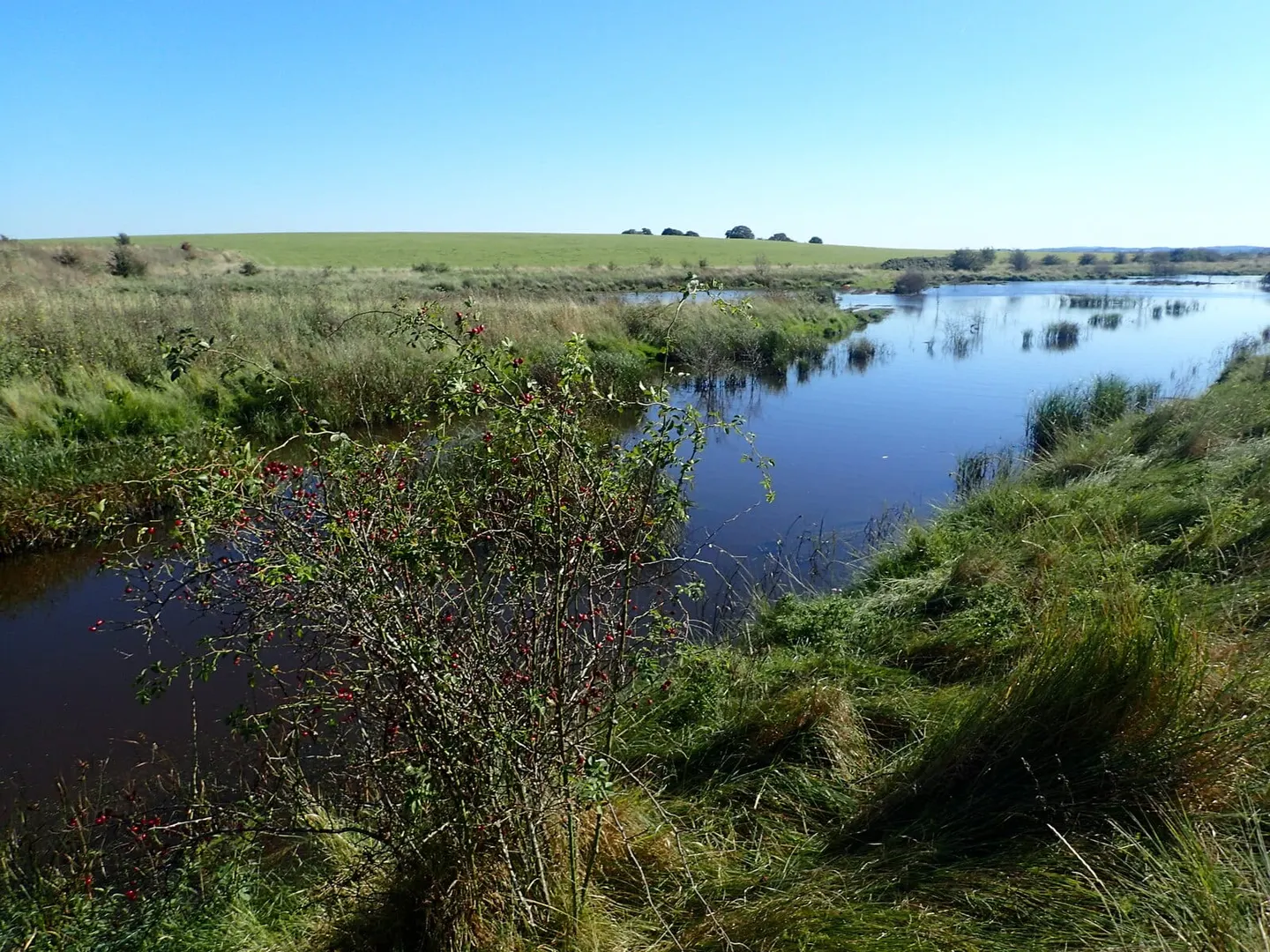 Photo of Elmley, a National Nature Reserve near Faversham, Kent, south east England.
