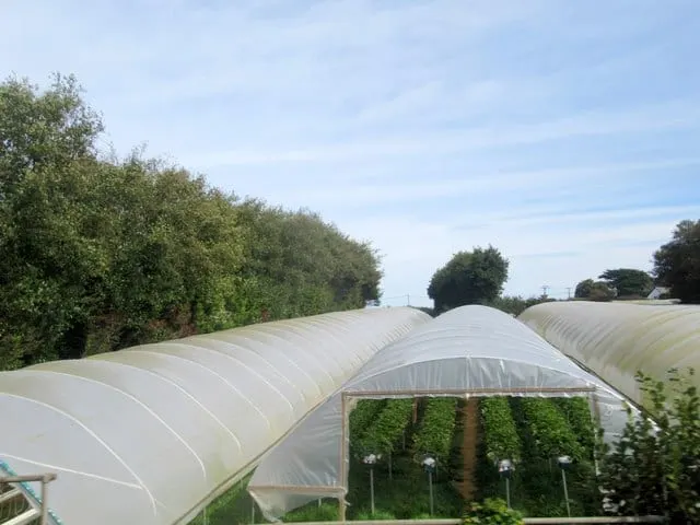 Photo of Trevaskis Farm, a farm & farm shop near Gwinear, Cornwall, south west England.