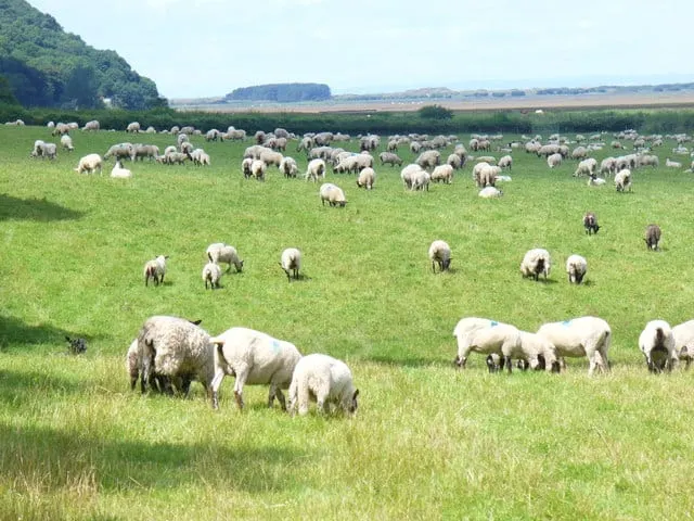 Photo of Gower Salt Marsh Lamb, a farm & farm shop near Llanrhidian, Swansea, south west Wales.