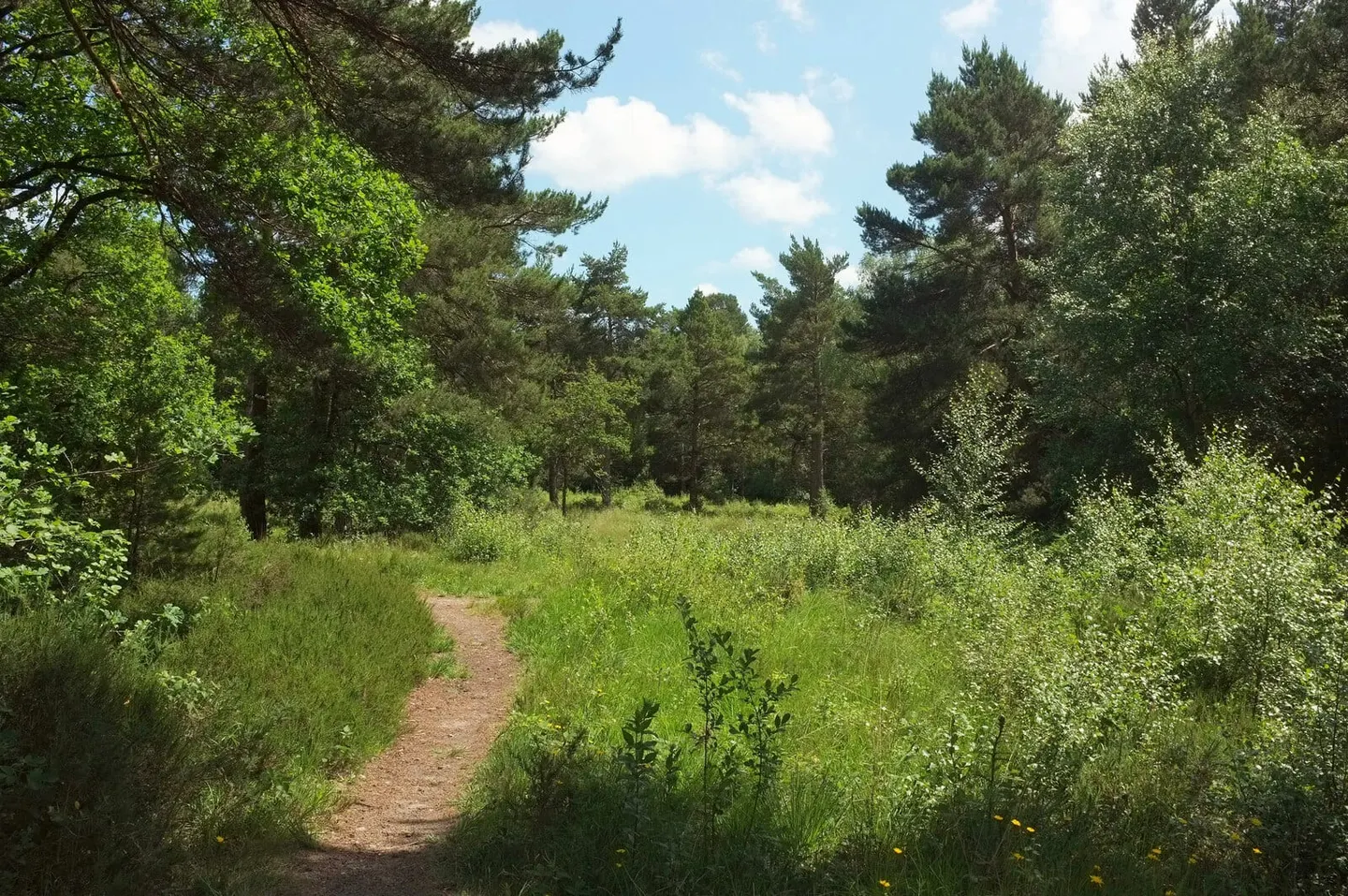 Photo of Stover Country Park, a country park near Bovey Tracey, Devon, south west England.