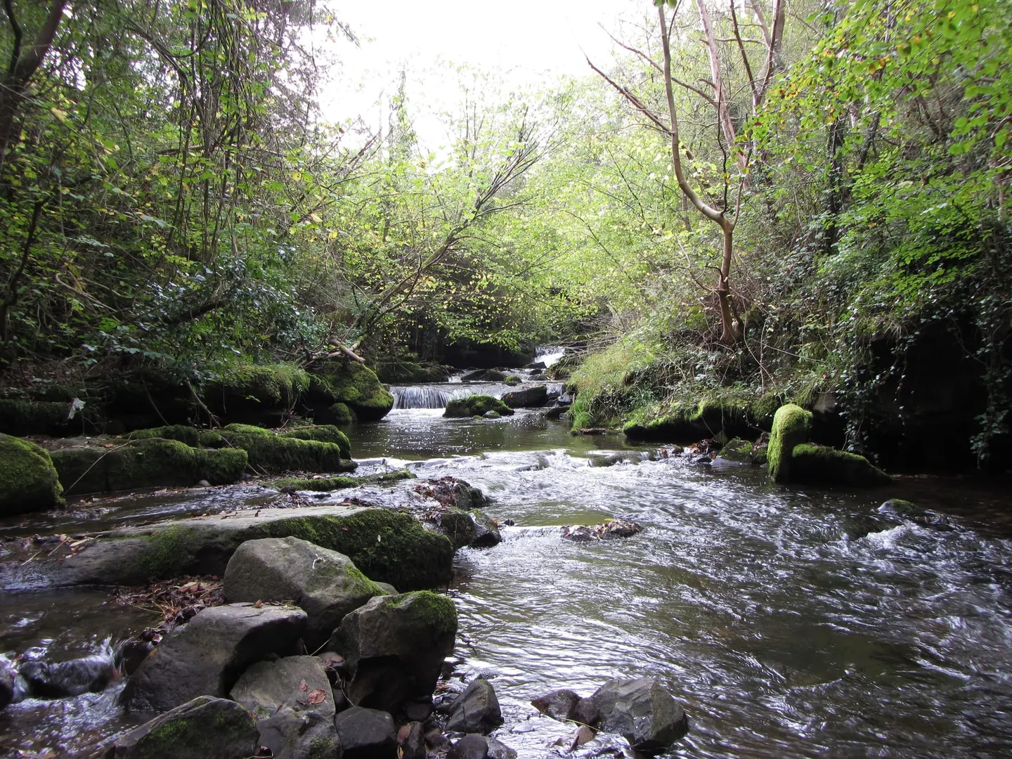 Photo of Clydach Gorge, a gorge near Llangattock in Bannau Brycheiniog, Monmouthshire, south east Wales.