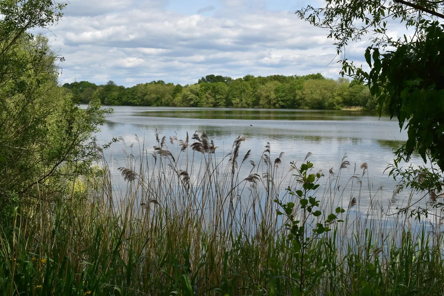 Photo of Dinton Pastures Country Park, a country park near Sonning, Berkshire, south east England.