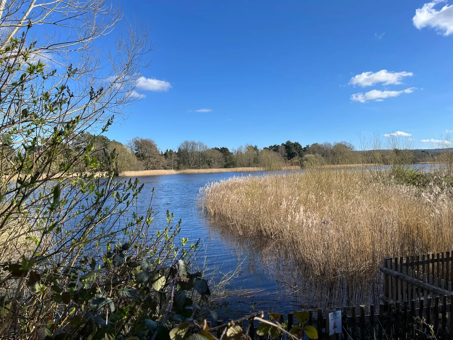 Photo of Frensham Little Pond, a Lake near Tilford, Surrey, south east England.