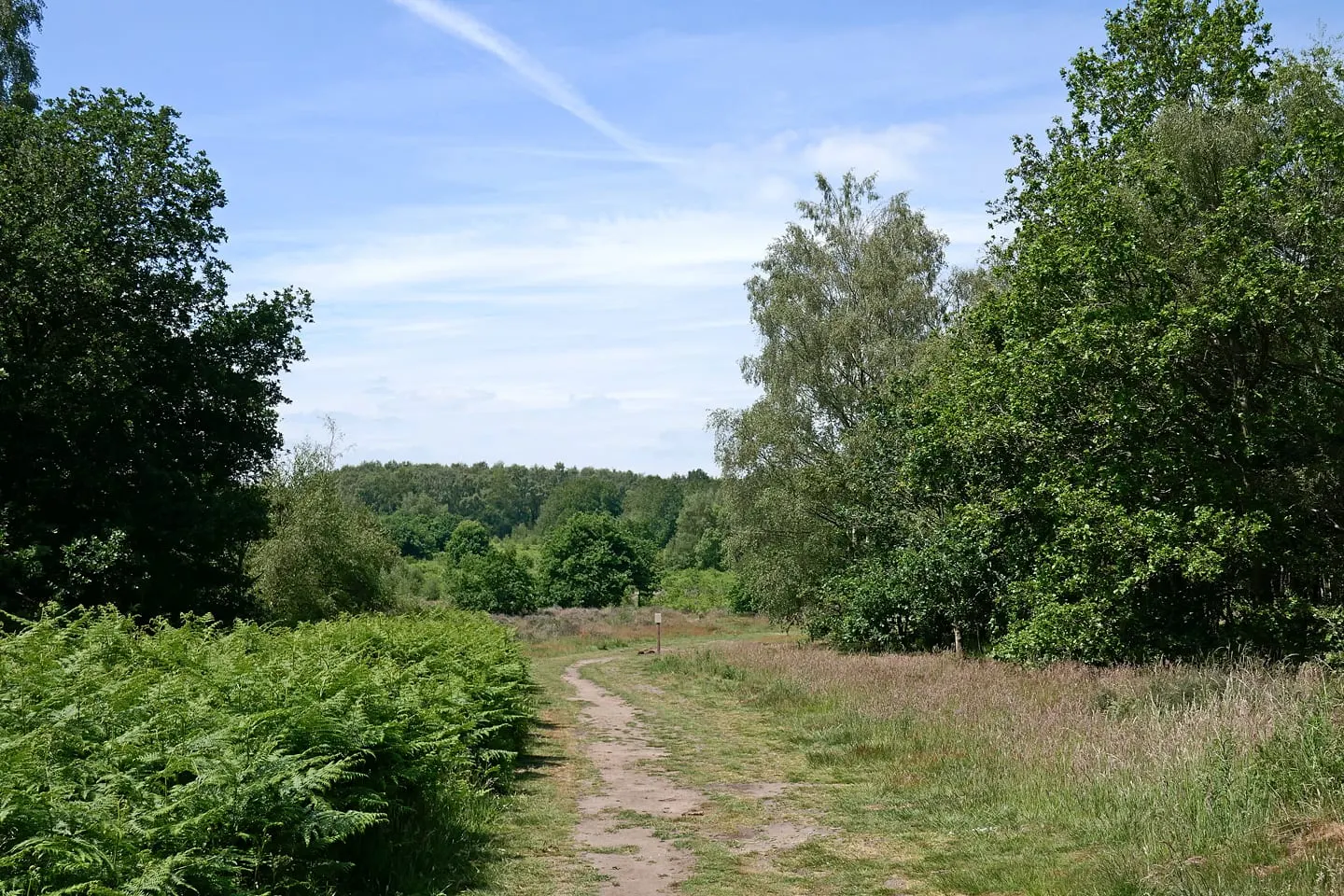 Photo of Highgate Common Country Park, a country park near Kinver, Staffordshire, central England.