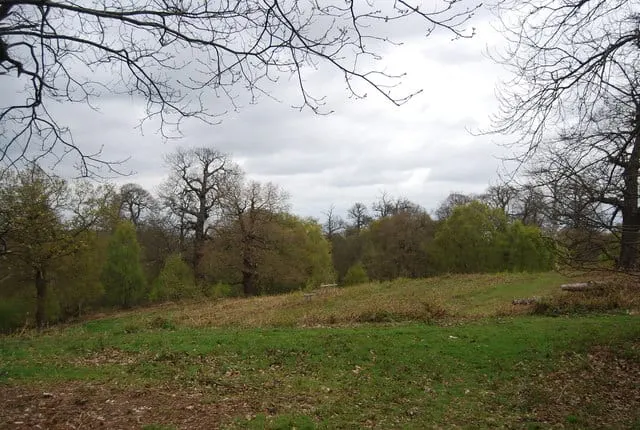 Photo of Cobham Woods, a Site of Special Scientific Interest near Rochester, Kent, south east England.