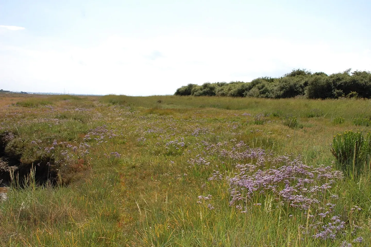 Photo of Ray Island, a nature reserve near West Mersea, Essex, eastern England.