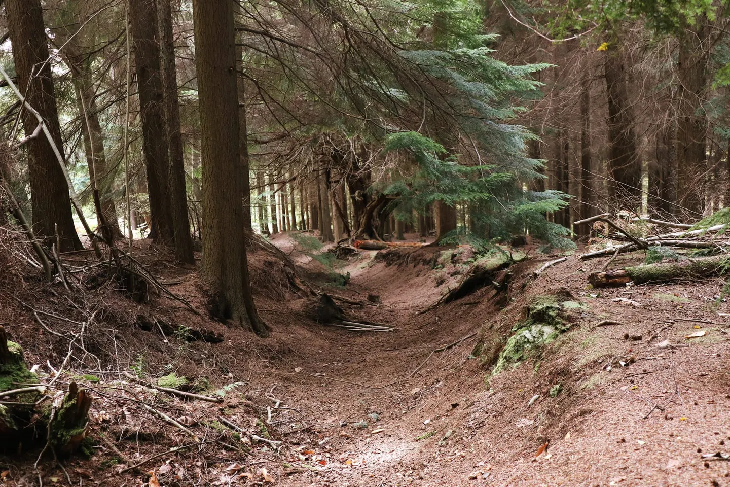 Photo of Dallington Forest, a Site of Special Scientific Interest near Rushlake Green in the High Weald, East Sussex, south east England.