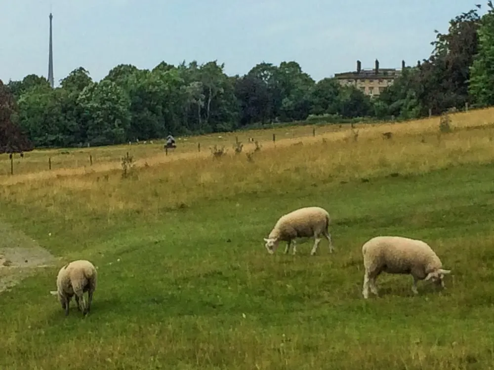 Photo of Bretton Country Park, a country park near Cawthorne, West Yorkshire, northern England.