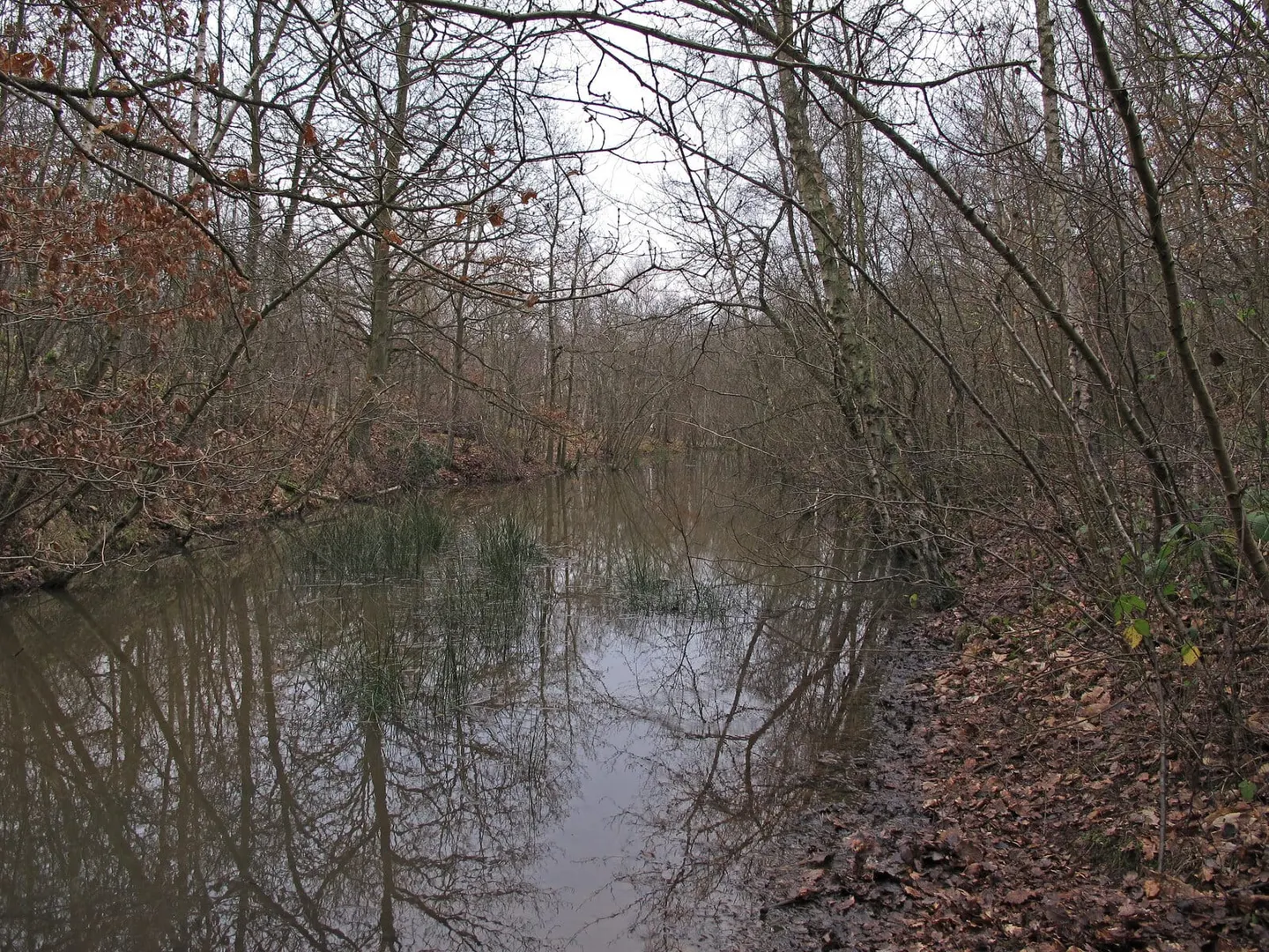 Photo of Beacon Wood Country Park, a country park near Eynsford, Kent, south east England.
