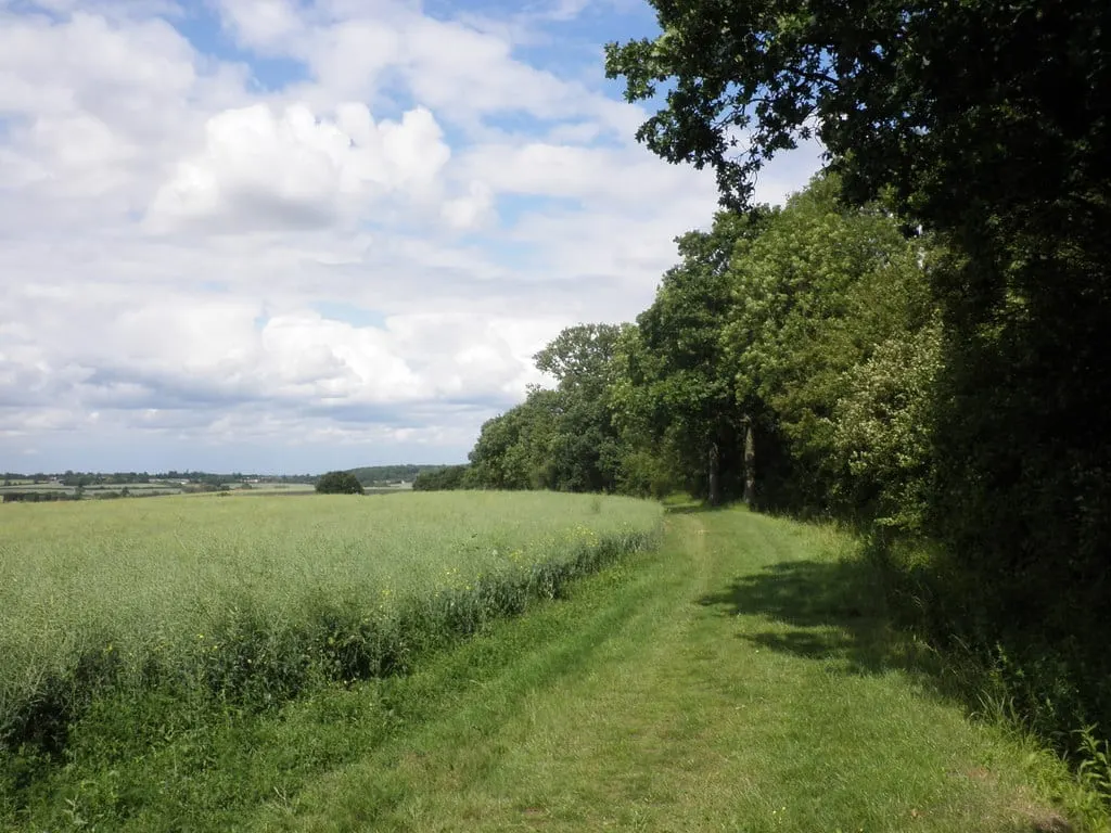Photo: Chrishall Common, a 147m hill near Saffron Walden, Essex, eastern England.