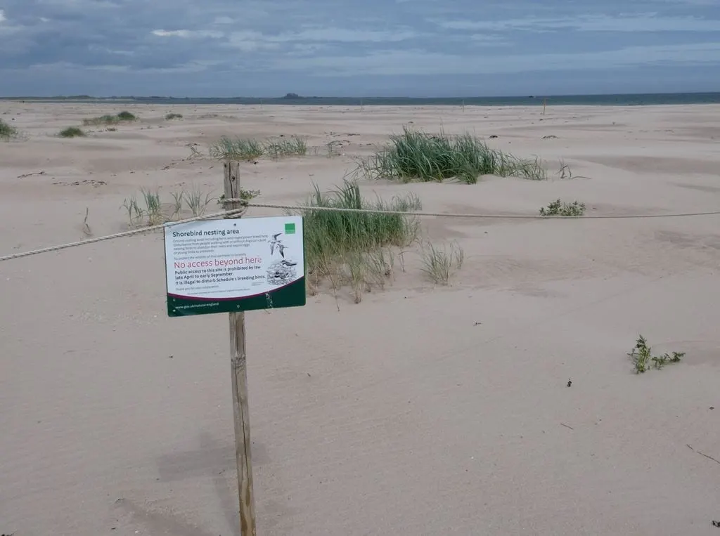 Photo of Ross Back Sands, a beach near Bamburgh, Northumberland, north east England.