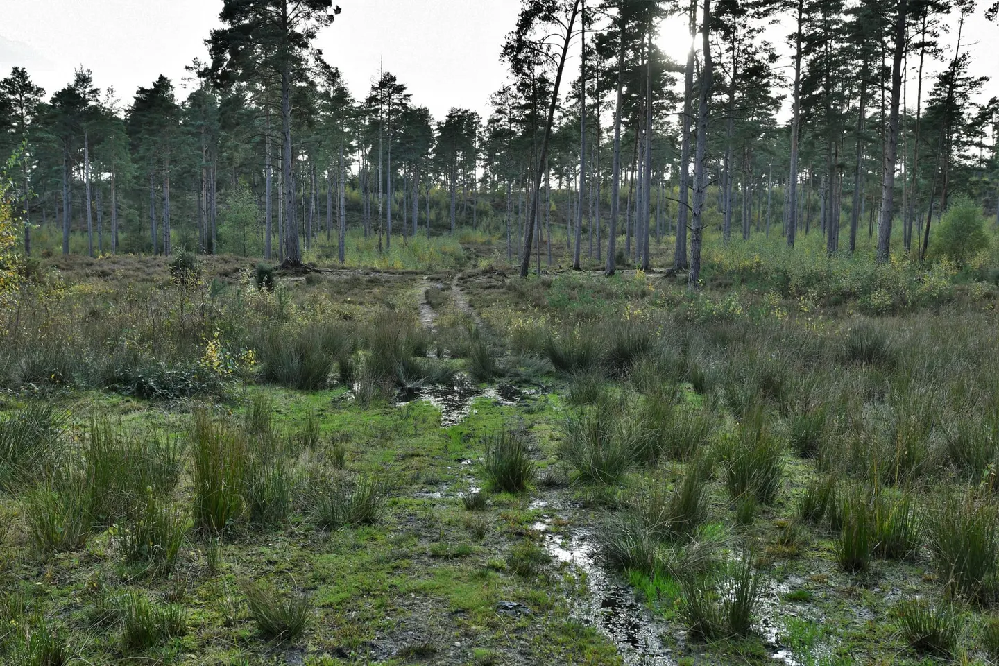 Photo of Graffham Common, a nature reserve near Lodsworth in the South Downs, West Sussex, south east England.