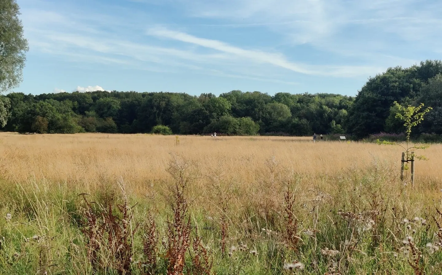 Photo of Burbage Common and Woods Country Park, a country park near Market Bosworth, Leicestershire, central England.