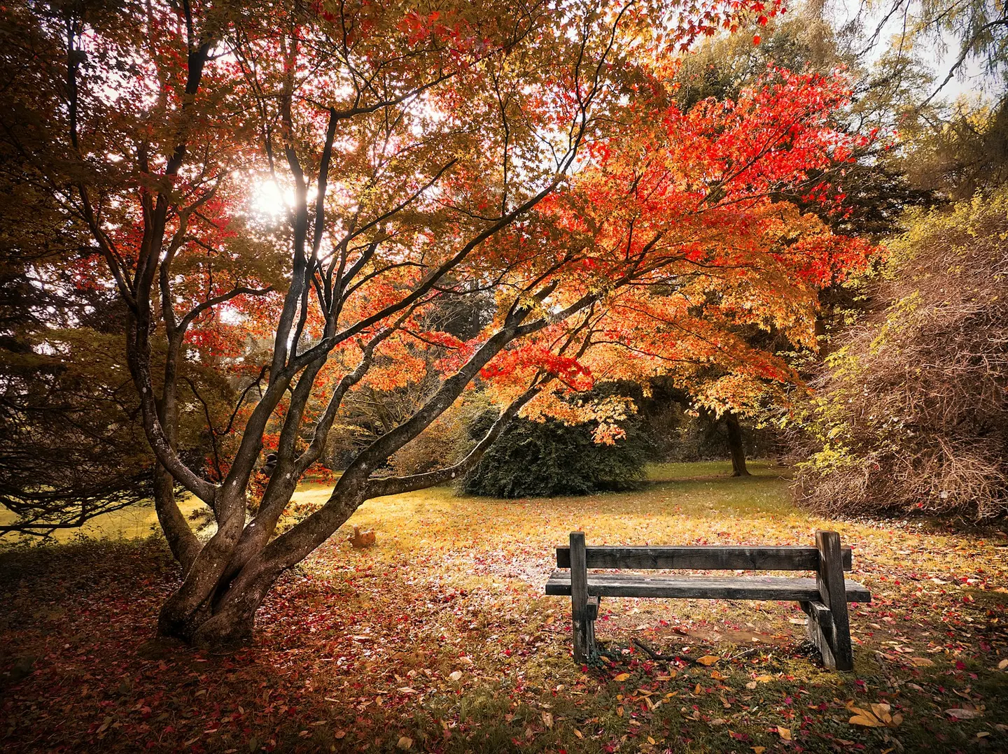 Photo of Westonbirt Arboretum, a Grade I registered house & garden near Sherston in the Cotswolds, Gloucestershire, south west England.