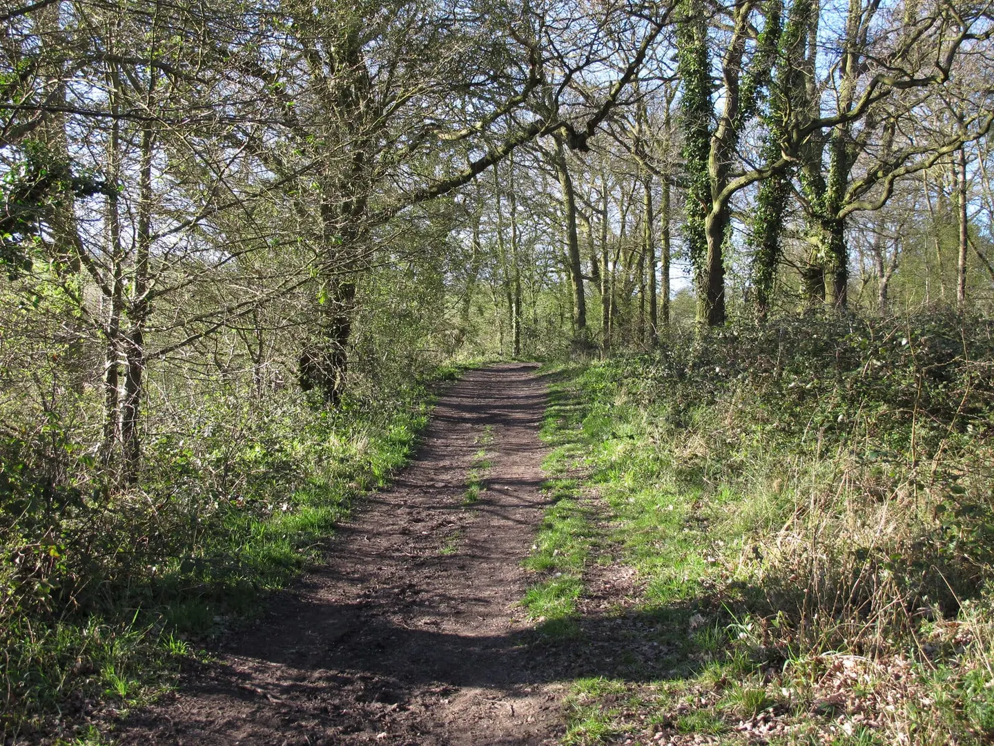 Photo of Northlands Wood Country Park, a country park near Basildon, Essex, eastern England.