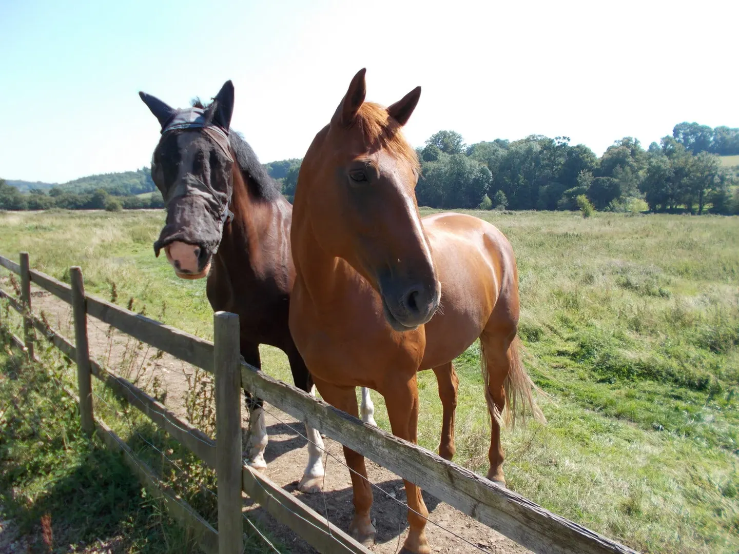 Photo of Frogmore Meadows, a Site of Special Scientific Interest near Flaunden in the Chilterns, Buckinghamshire, England.