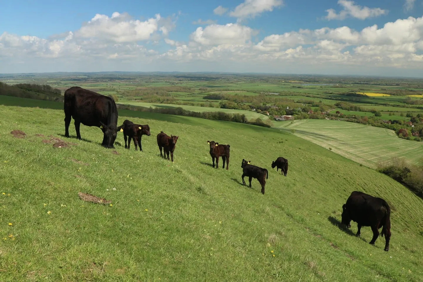 Photo of Lewes Downs (Mount Caburn), a National Nature Reserve near Glynde in the South Downs, East Sussex, south east England.