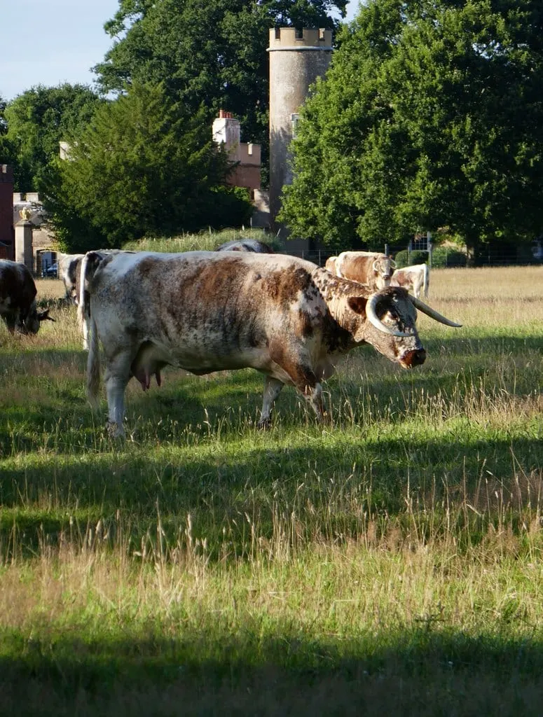 Photo of Knepp Walled Garden, a garden near Dial Post, West Sussex, south east England.