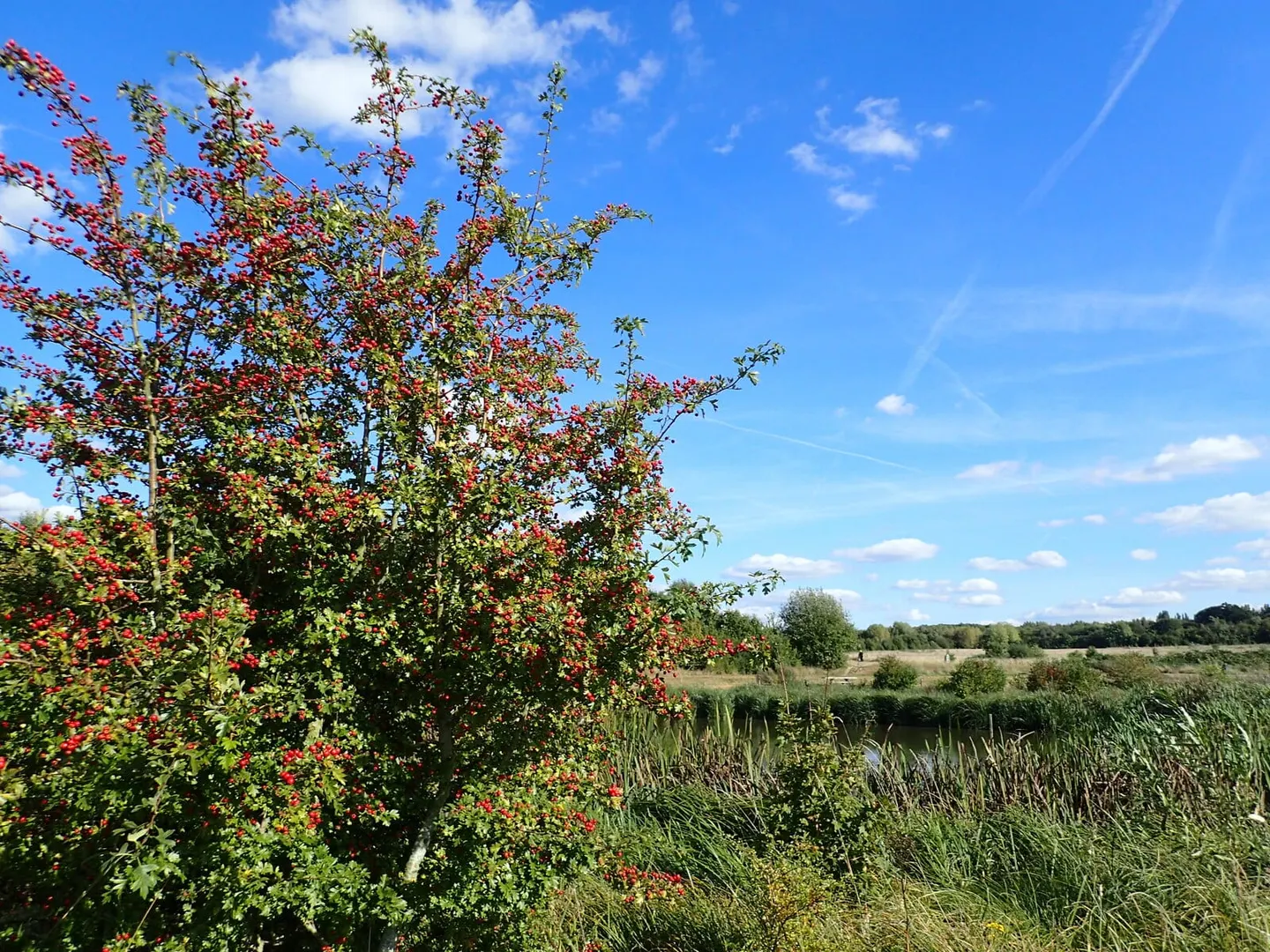 Photo of Jeskyns Country Park, a country park near Rochester, Kent, south east England.