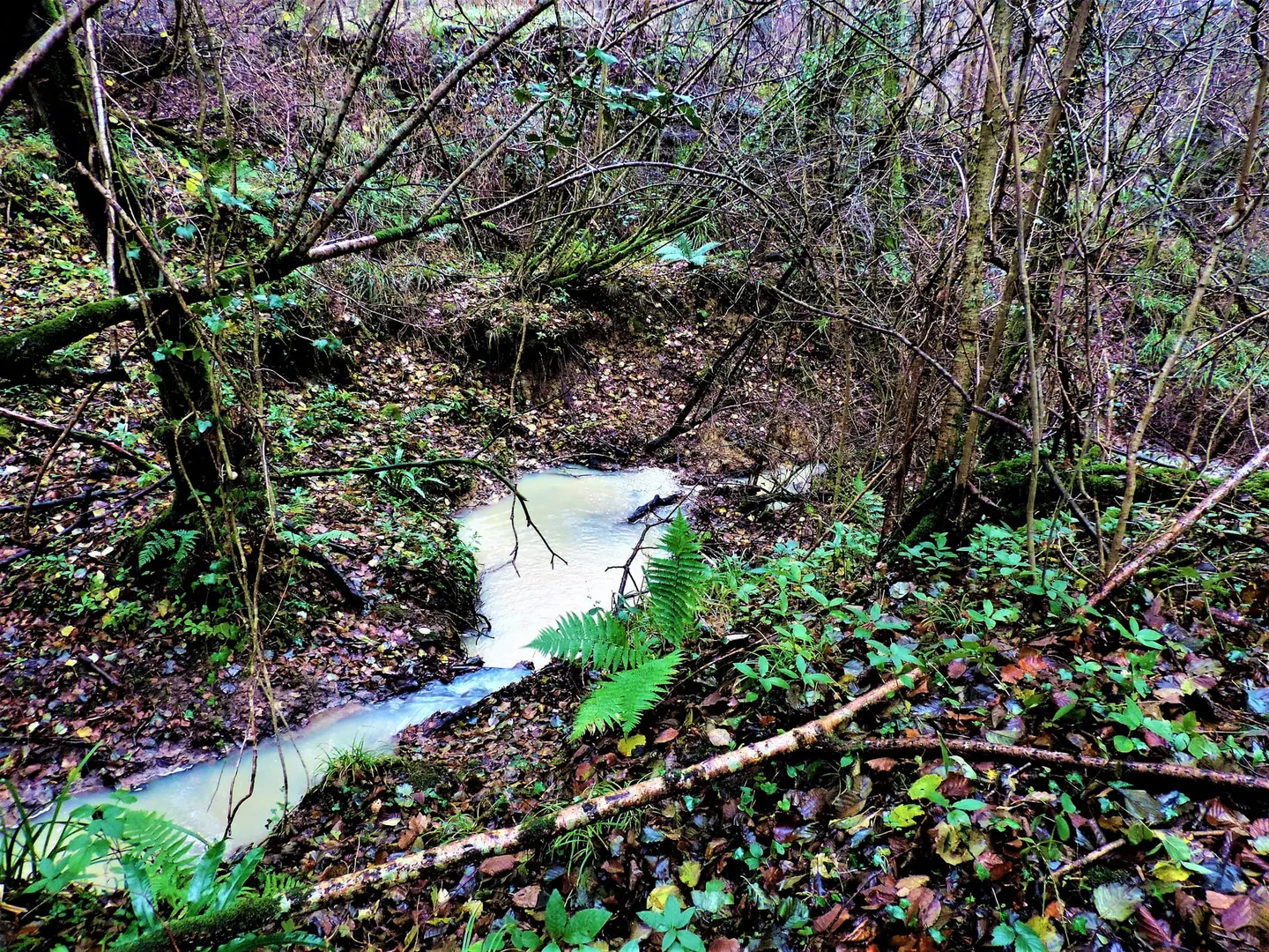 Photo of River Line, a Site of Special Scientific Interest near Battle in the High Weald, East Sussex, south east England.