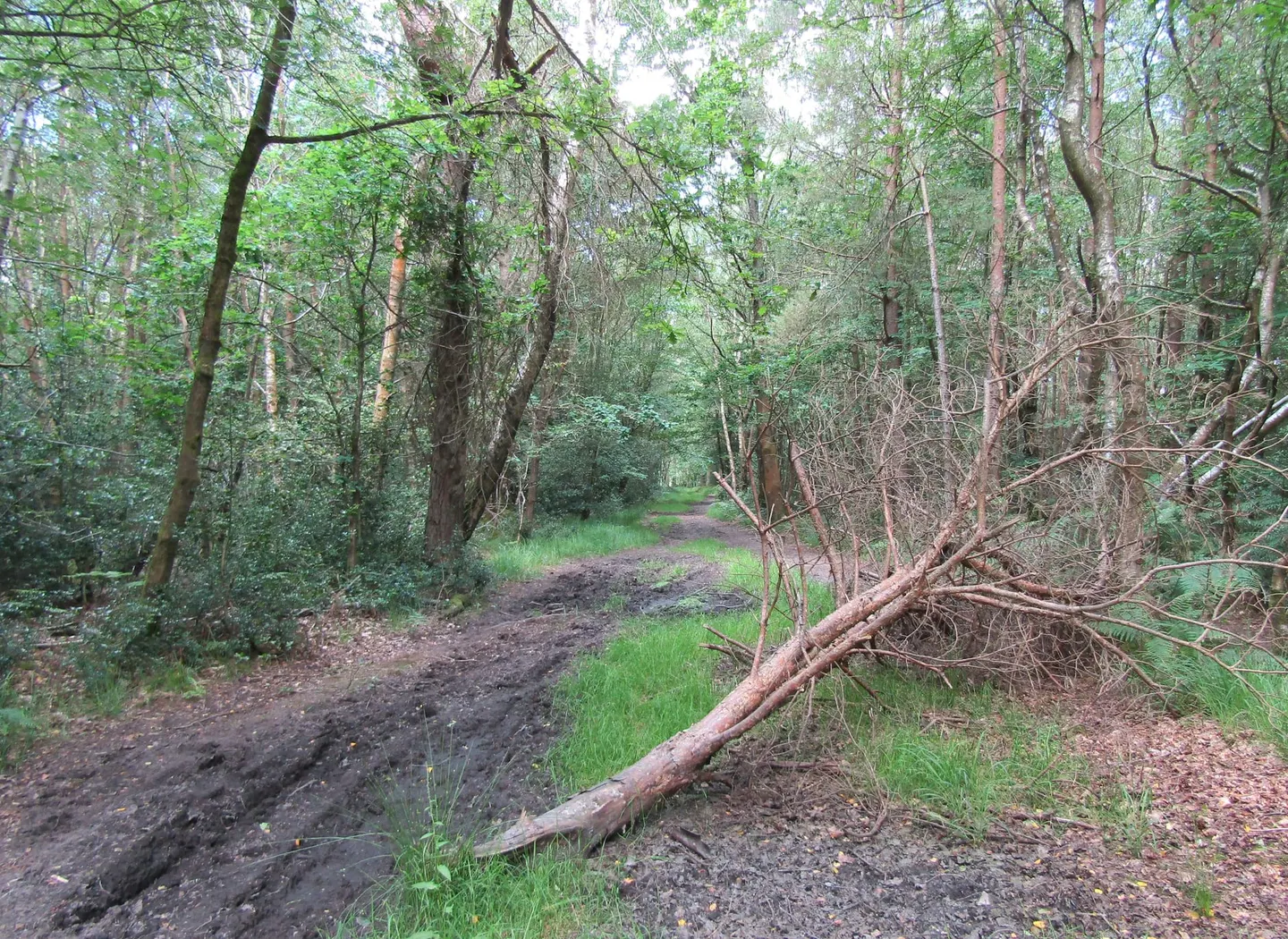 Photo of Bramshott and Ludshott Commons, a Site of Special Scientific Interest near Haslemere, Hampshire, south east England.