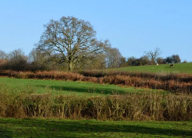 Photo of Ron Ward's Meadow with Tadley Pastures, a Site of Special Scientific Interest near Kingsclere, Hampshire, south east England.