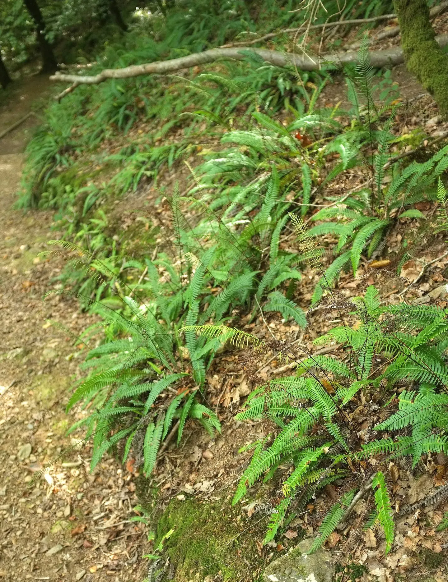 Photo of Hembury Woods, a Site of Special Scientific Interest near Buckland-in-the-Moor in Dartmoor, Devon, south west England.
