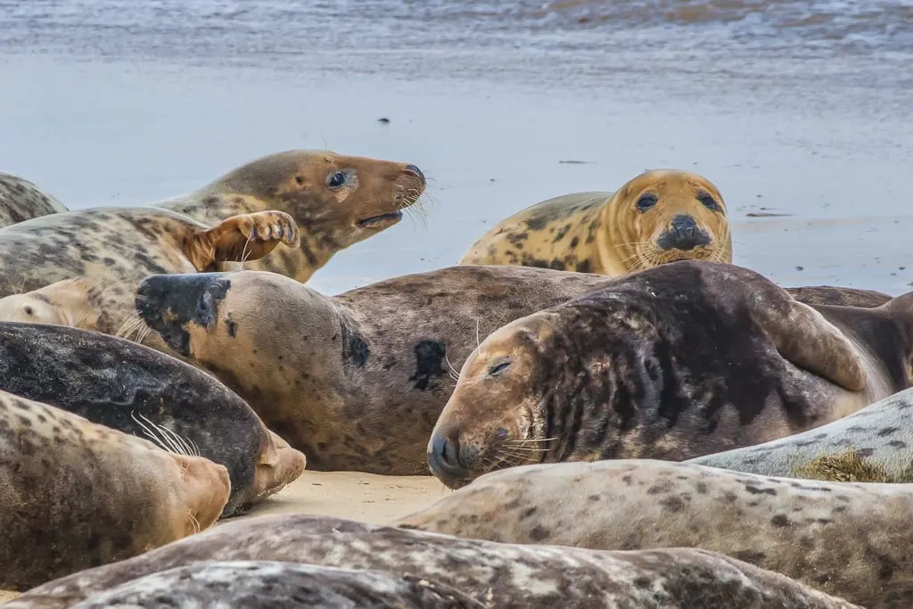 Photo of Horsey Gap Seals, a landmark near Winterton-on-Sea, Norfolk, eastern England.