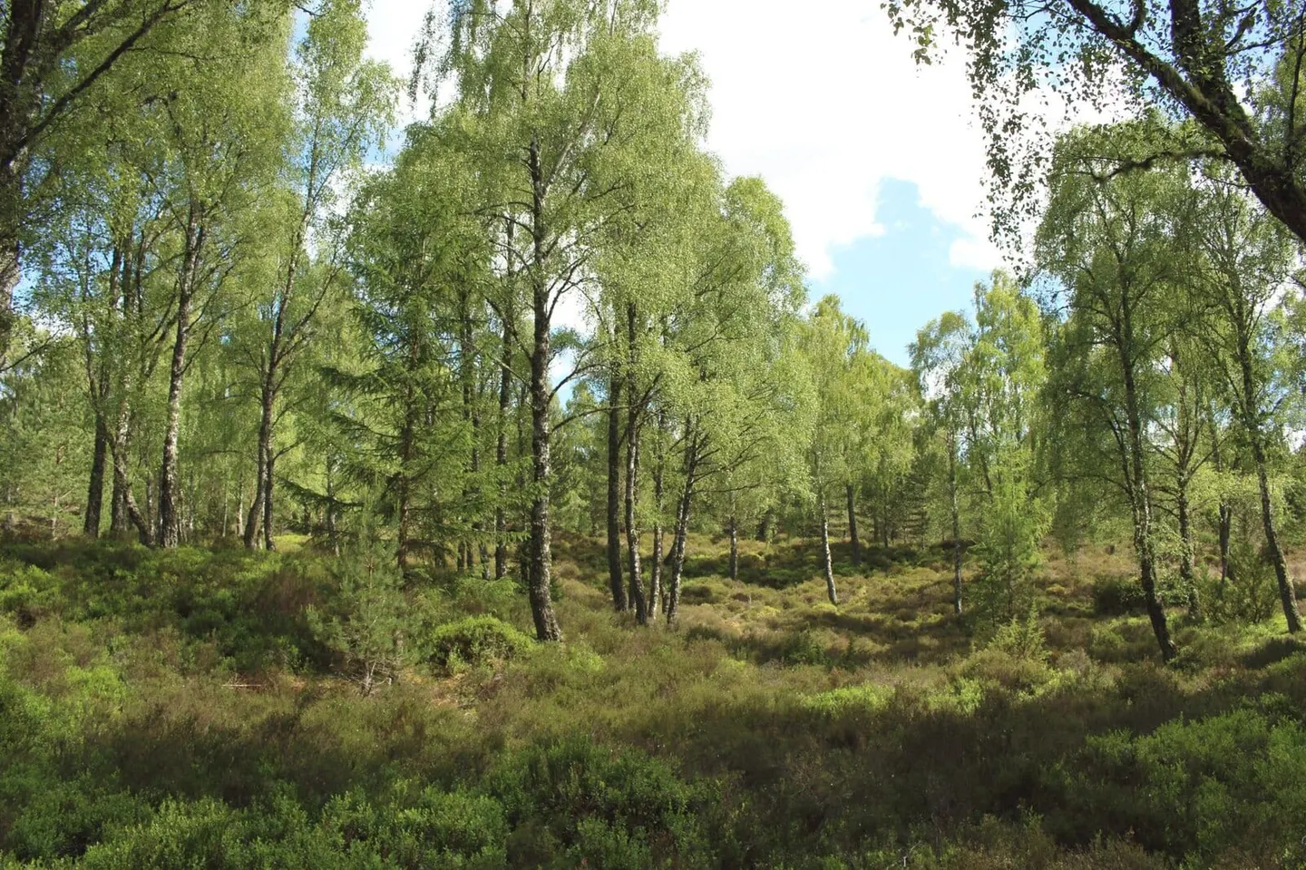 Photo of Rothiemurchus Estate, a visitor attraction near Aviemore in the Cairngorms, Highland, the Scottish Highlands and Islands.