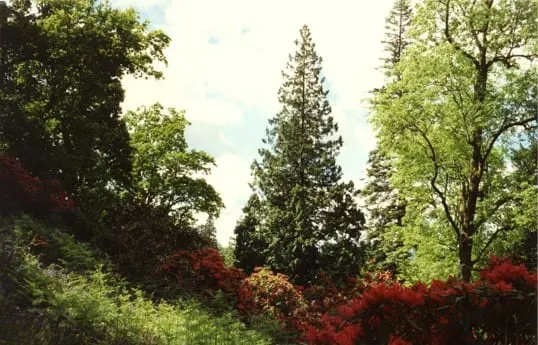Photo of Ardkinglas Woodland Garden, a garden near Cairndow, Argyll and Bute, the Scottish Highlands and Islands.