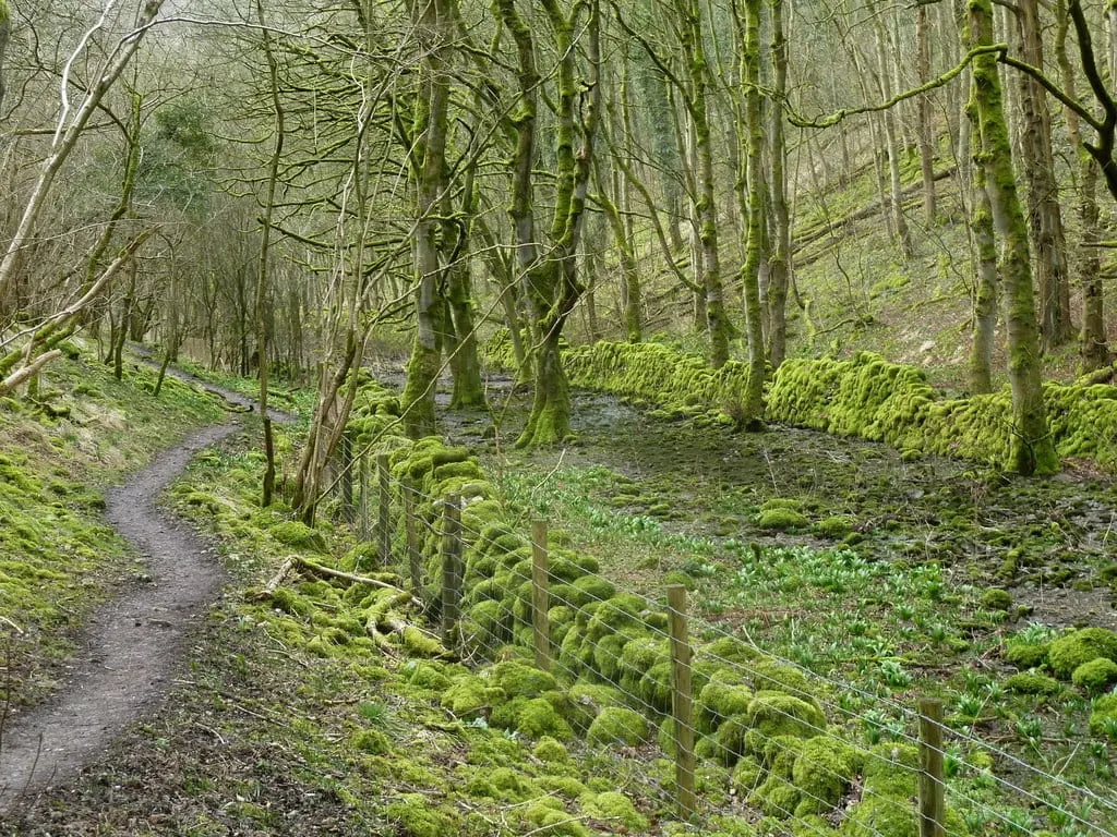 Photo of Cressbrook Dale, a Site of Special Scientific Interest near Tideswell in the Peak District, Derbyshire, central England.